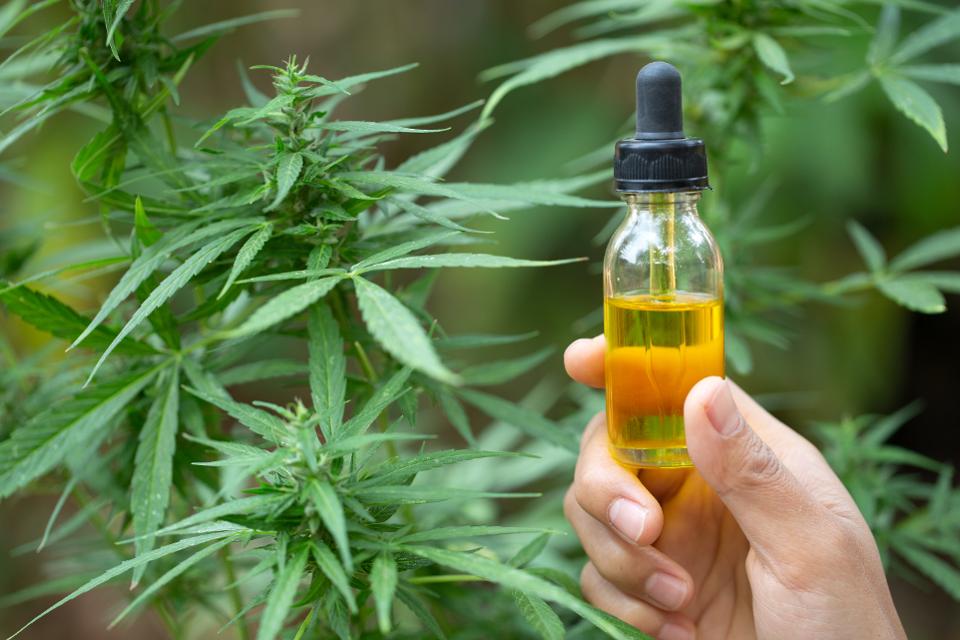 All You Want to Know About CBD Oil